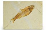Detailed Fossil Fish (Knightia) - Wyoming #320369-1